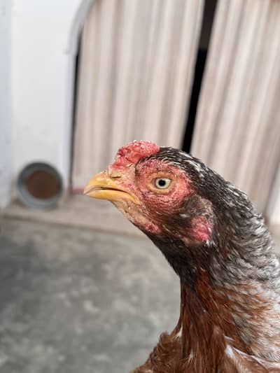 Saleti madi for sale