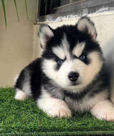 Siberian husky puppies available/husky dog puppy
