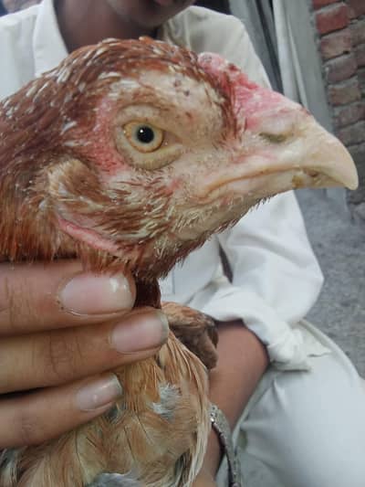 Aseel mianwali murgi for sale