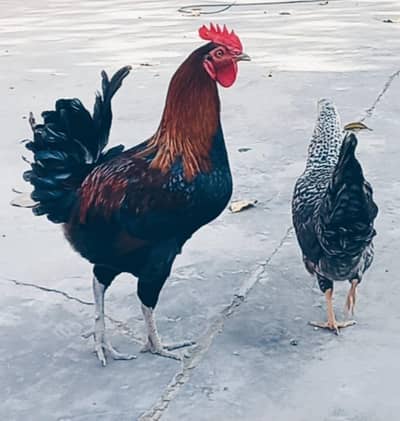 Desi Murghi & Murgha – Anday Wali Healthy Breed(Ghar kay Palay Hue)