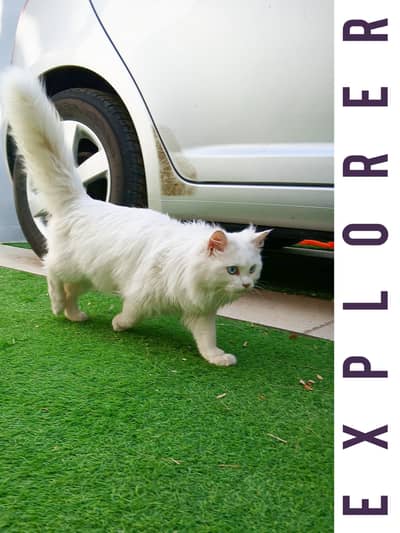 Persian Male Kitten “Leo” – 5 Months – Blue Eyes 