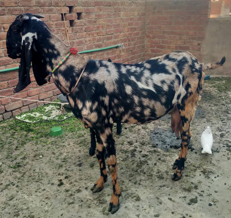 بیتل بکری فارسل دودھ والی بکری  نہایت ہی مناسب قیمت پر کی 2