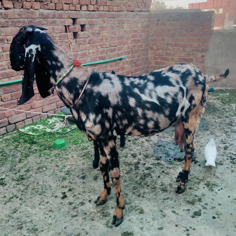 بیتل بکری فارسل دودھ والی بکری  نہایت ہی مناسب قیمت پر کی 3