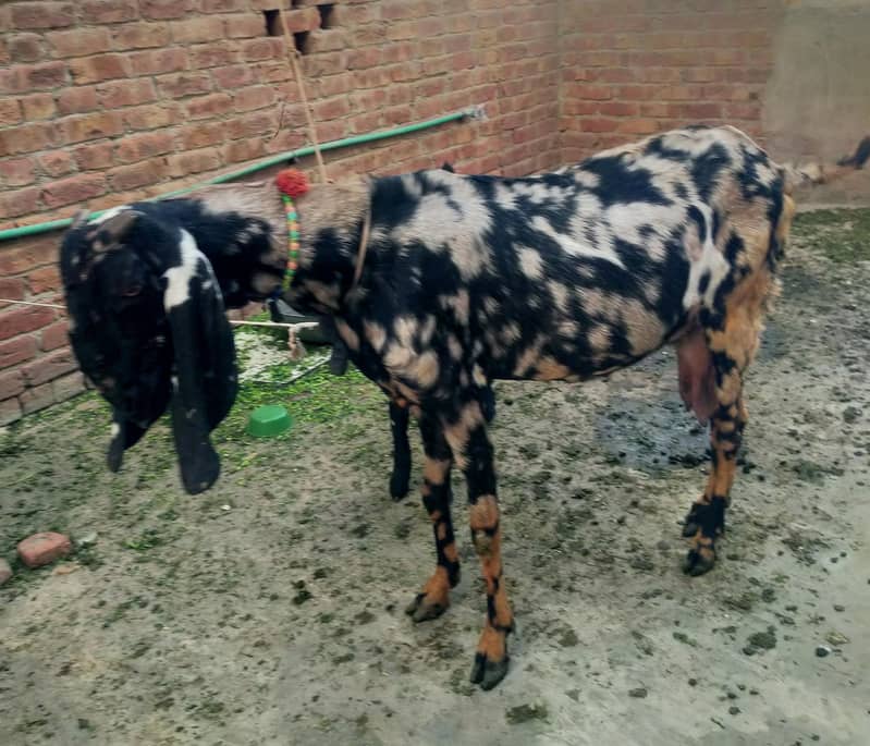 بیتل بکری فارسل دودھ والی بکری  نہایت ہی مناسب قیمت پر کی 4