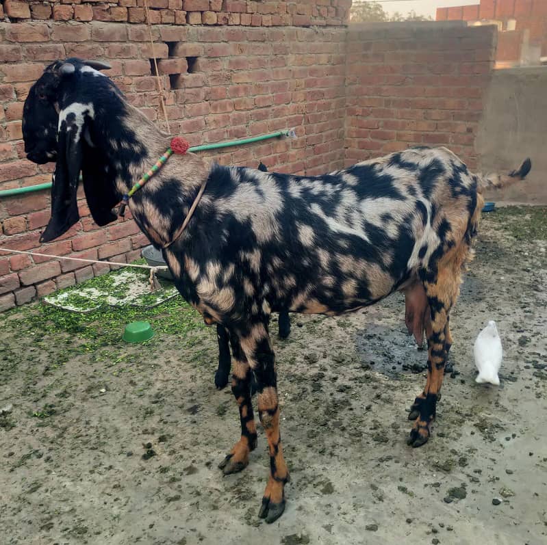 بیتل بکری فارسل دودھ والی بکری  نہایت ہی مناسب قیمت پر کی 6