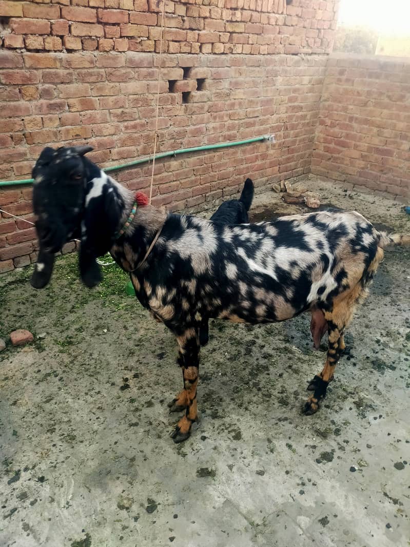 بیتل بکری فارسل دودھ والی بکری  نہایت ہی مناسب قیمت پر کی 8