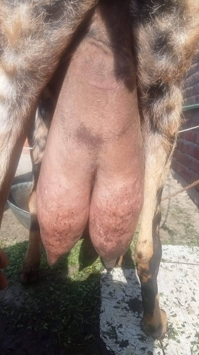 بیتل بکری فارسل دودھ والی بکری  نہایت ہی مناسب قیمت پر کی 10