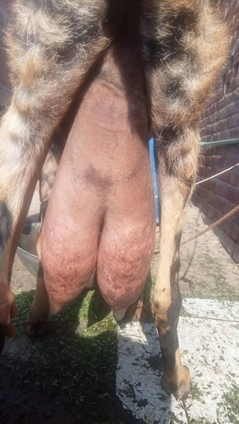 بیتل بکری فارسل دودھ والی بکری  نہایت ہی مناسب قیمت پر کی 12