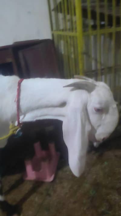 bakri Rajanpuri bht Achiii heigh me ha  abhi 8 daant hui ha