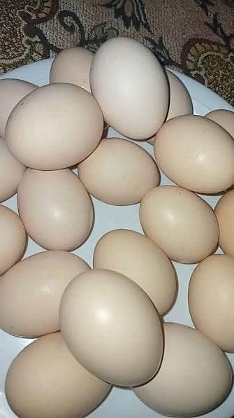 desi andy pure desi eggs