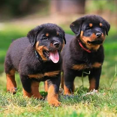 high quality imported rottweiler