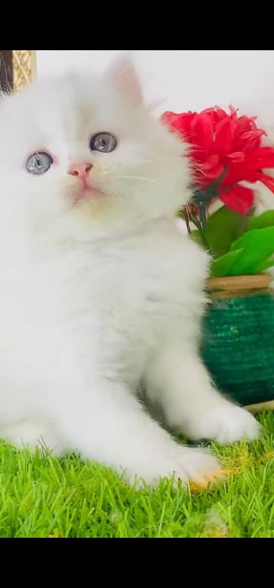 Quality Persian Punch face cat & kitten is 03477878702 WhatsApp
