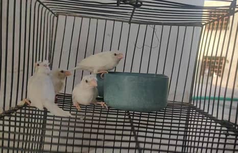 1000 Per Piece White Crusted Bangeles