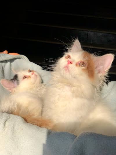 Persian kitten pair in white color  for sale
