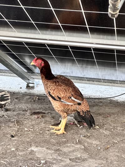 Aseel hens for sale and desi