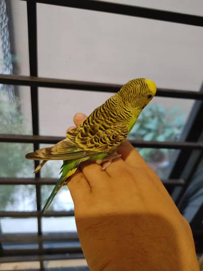 adult male budgie parrot hand tamed