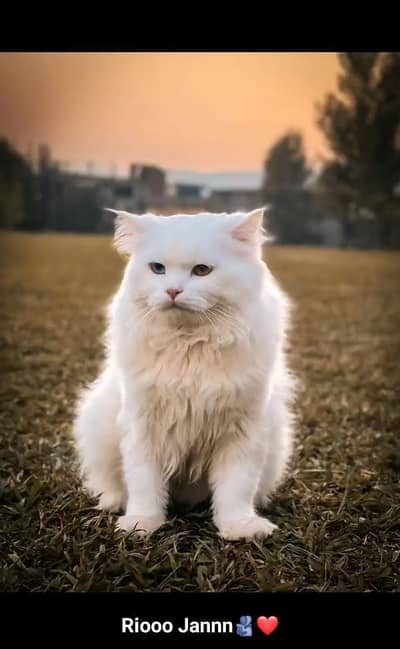 Pure White Persian Male Cat (Odd Eyes) With Accessories