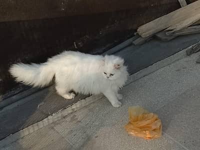 Persian cat male triple coat and female Double coat