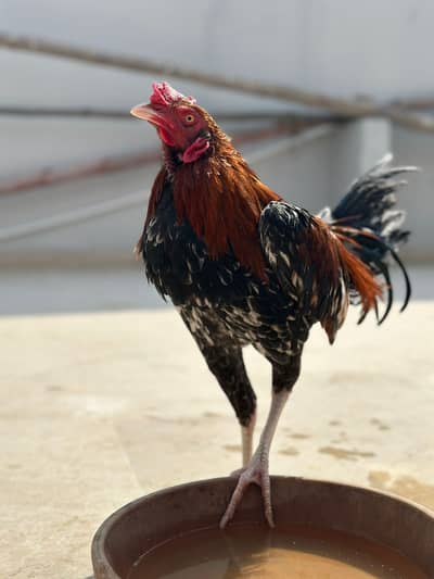 Mianwali Male Aseel-Urgent Sale