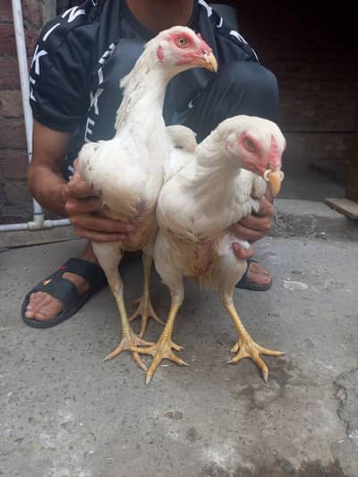 Heera And Mushki Maadi