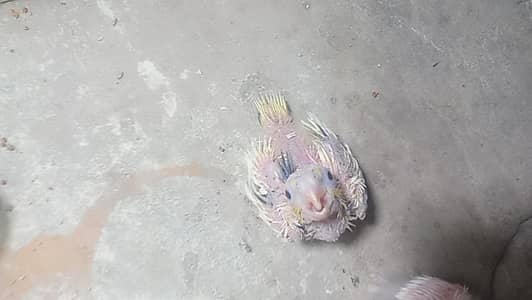 Cocktail chick for sale