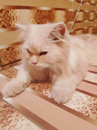 persian cat for sale