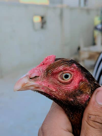 murgi for sale ha blood line pure pehla asel ha