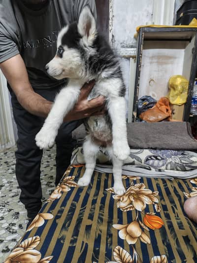 Genuine Black Sirberian Husky Wolly Coat  Female Dog Available,