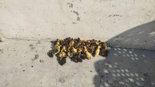 Ducks Chicks