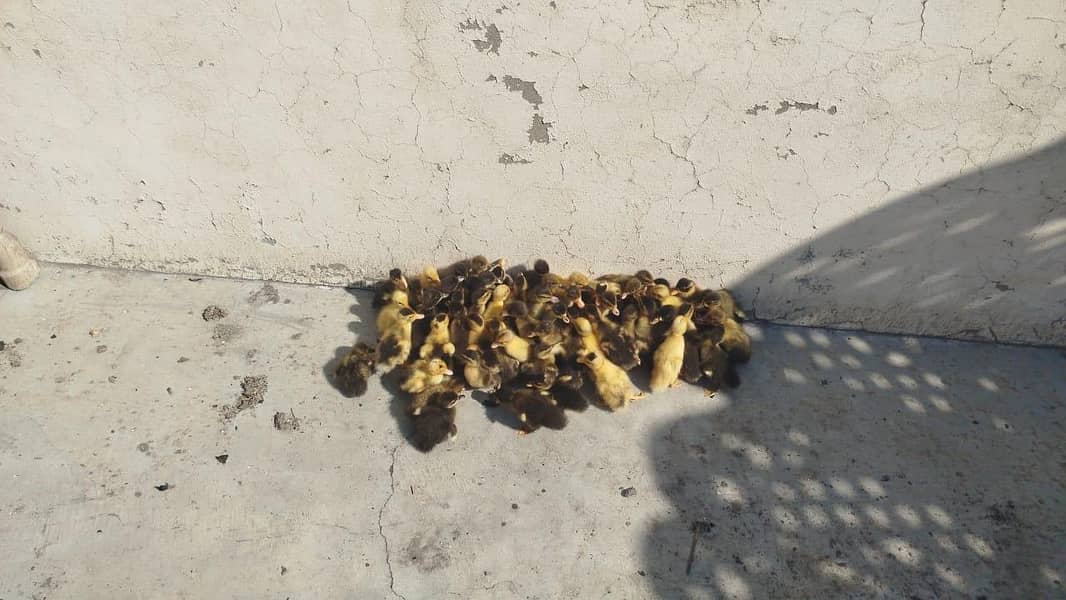 Ducks Chicks 0