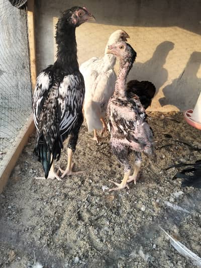 Aseel pathay age 4 month