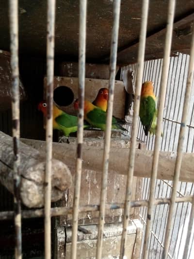 Lovebird