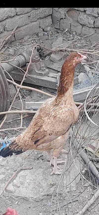 aseel murgi for sale