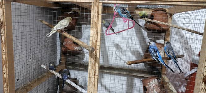 Australian, Australian parrots, parrots, Budgie, Budgies, Totay