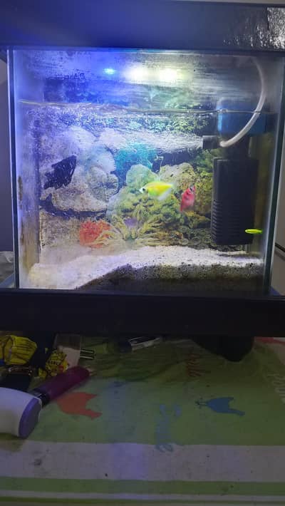 Mini Aquarium with tropical fishes