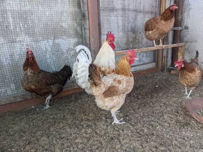 GOLDEN MISRI Whole Setup