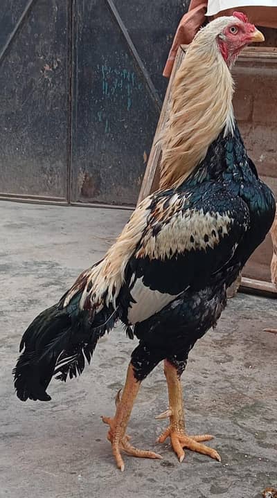 Pure Mianwali Aseel Jawa