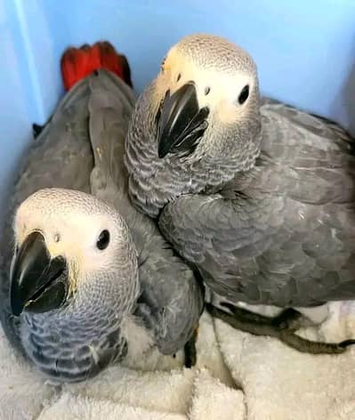 African grey parrot chicks for sale 03244339657