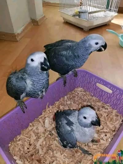 African grey parrot chicks for sale 03244339657