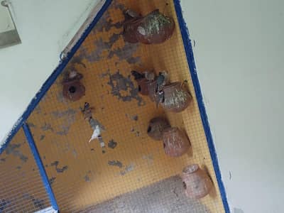 java breeder fair  healthy and active