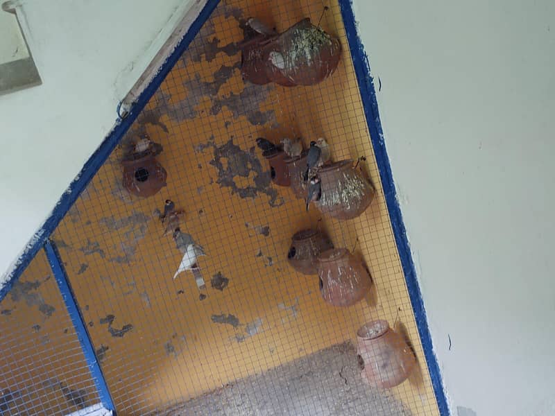 java breeder fair  healthy and active 0