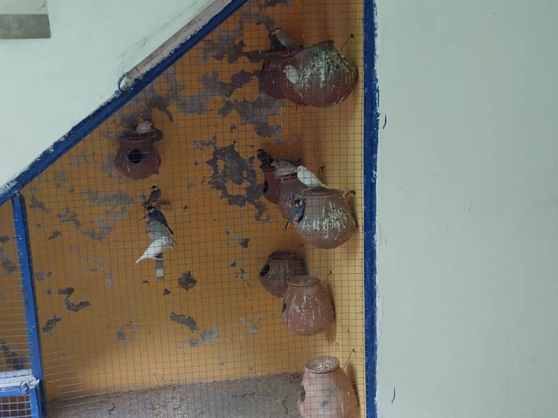 java breeder fair  healthy and active 1