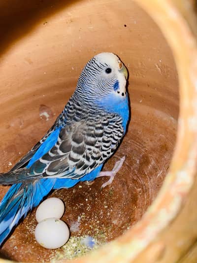 Australian, budgies for sale