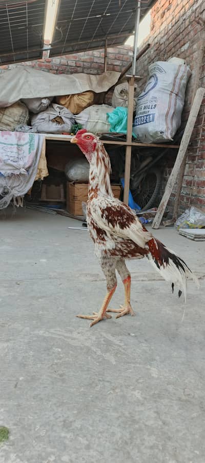 China High Quality Asil Murga for Sale