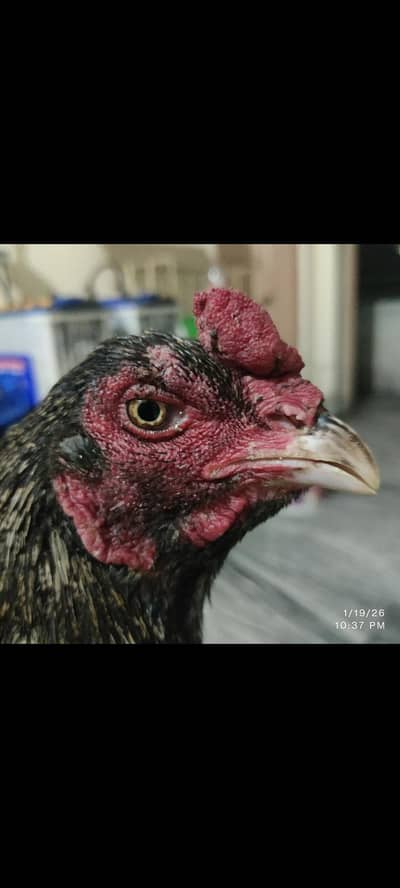 sawa Thai vaitnam male available