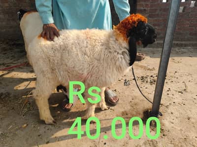 Small Chatra For Sale | Active & Strong 40000 finl