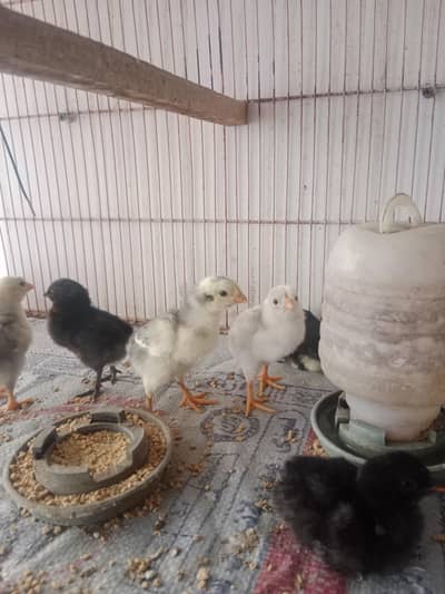 shamo and Thai dragon chicks