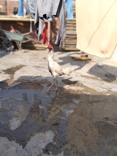 Setup for the sale low price