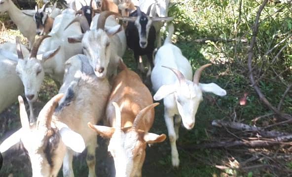 بکریوں کی دیکھ بھال کے لیے ایک تجربہ کار ملازم درکار ہے۔ 0