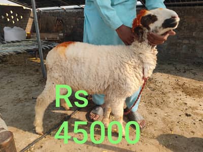 Small Chatra For Sale | Active & Strong 40000 finl